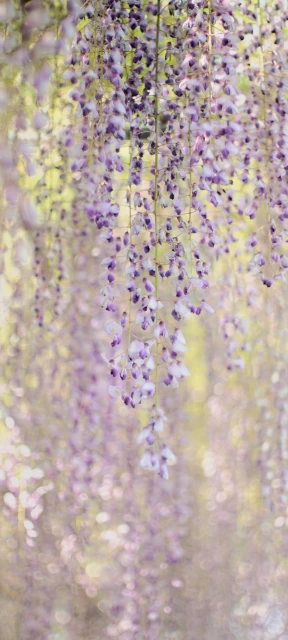 Wisteria Blossoms Hanging