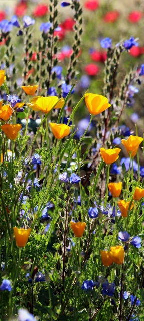 Yellow and Blue Flowers
