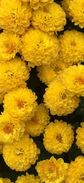 Yellow Chrysanthemums Close up