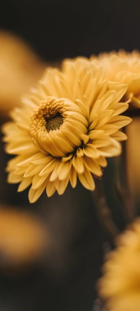 Yellow Flower Close Up 2