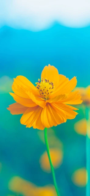 Yellow Flower Close up 3