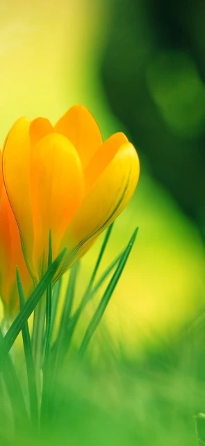 Yellow Flower Close Up