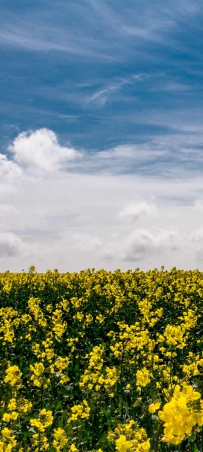 Yellow Flower Field 2