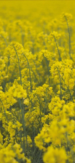 Yellow Flower Field 3