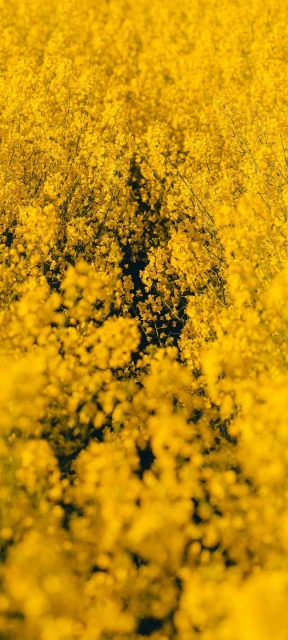 Yellow Flower Field 5