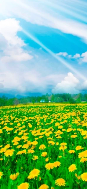 Yellow Flower Field