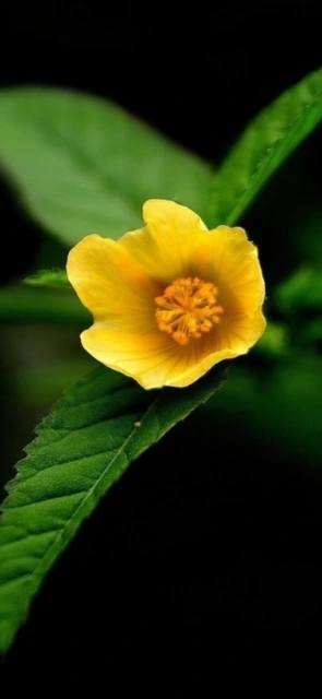 Yellow Flower on Green Leaf