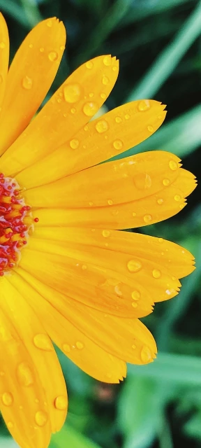 Yellow Flower with Dew