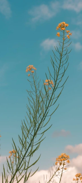 Yellow Flowers Against Blue Sky