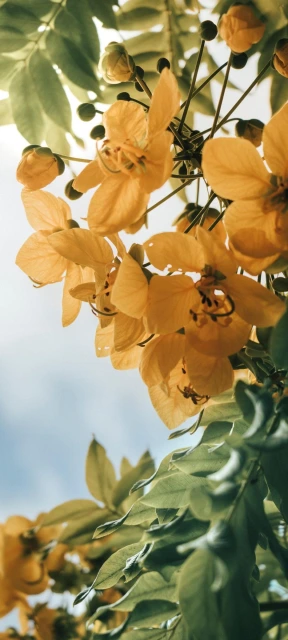 Yellow Flowers and Leaves