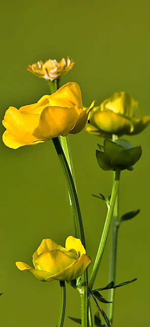 Yellow Flowers Close Up