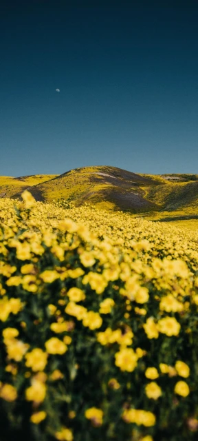 Yellow Flowers Field