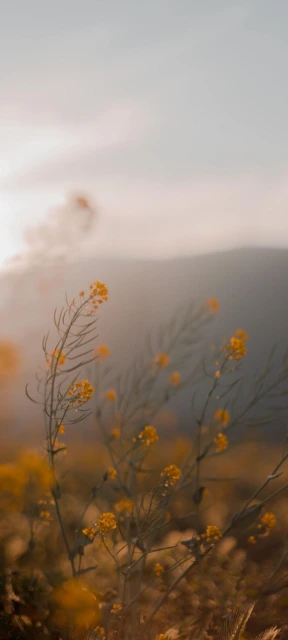 Yellow Flowers in Field
