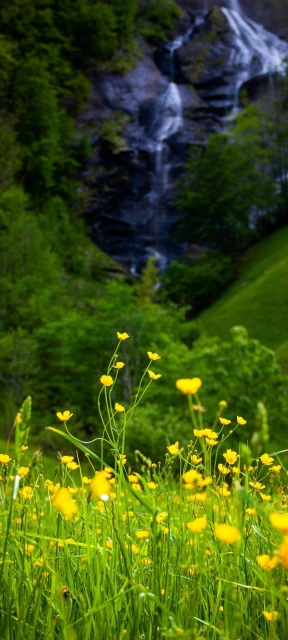 Yellow Flowers Near Waterfall