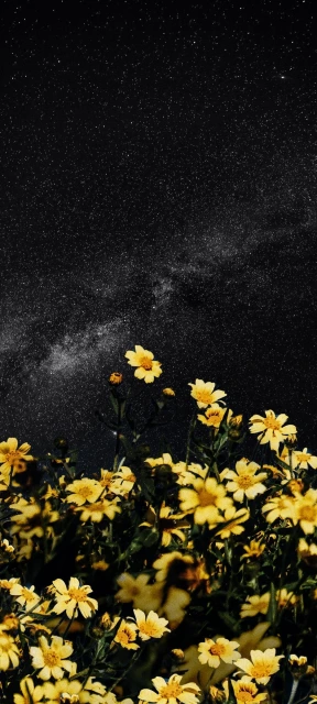 Yellow Flowers Night Sky