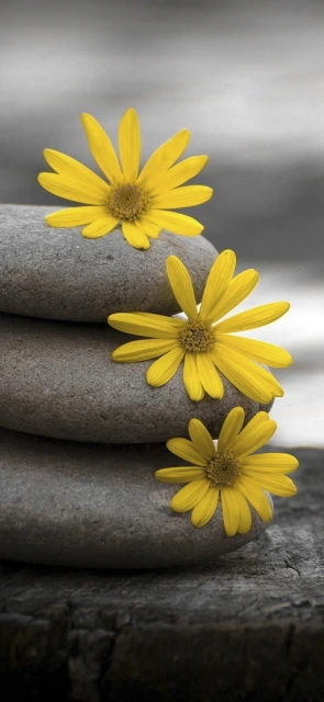Yellow Flowers on Stones