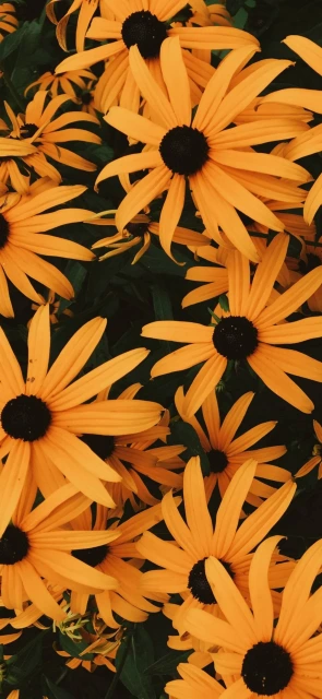 Yellow Flowers Wallpaper