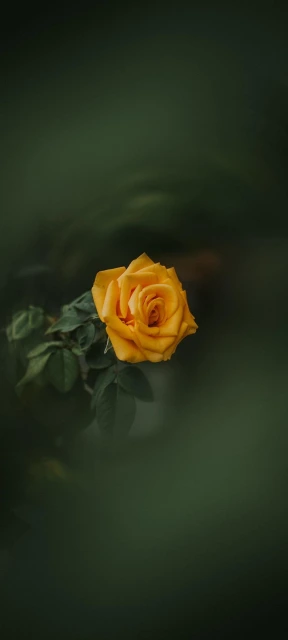 Yellow Rose in Focus