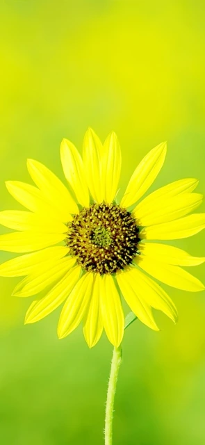 Yellow Sunflower Close Up