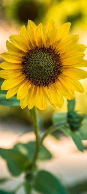 Yellow Sunflower Focus