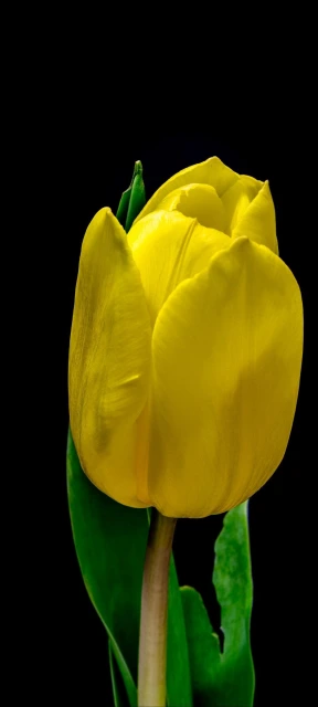 Yellow Tulip on Black Background