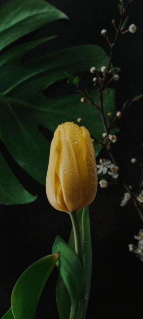 Yellow Tulip with Dew