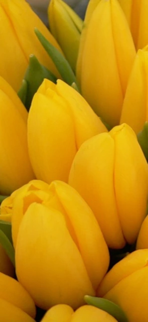 Yellow Tulips Close Up