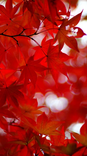 Acer Japonicum Amur Maple Maple