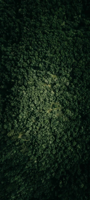 Aerial View of Dense Forest