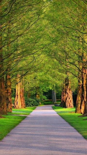 Alley Trees Grass