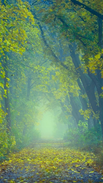 Autumn Path Fog