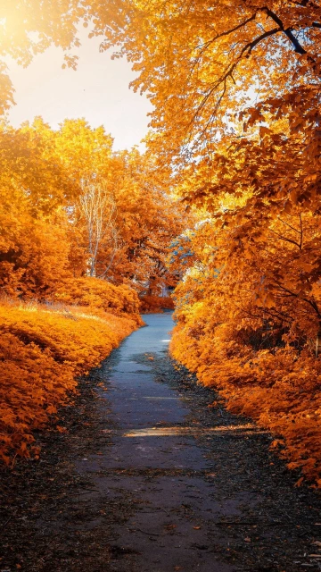 Autumn Path Park