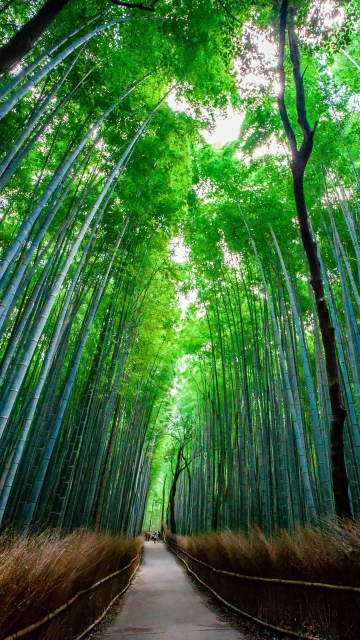 Bamboo Forest Trees