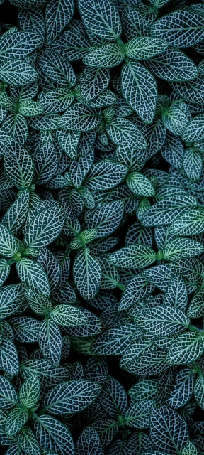 Beautiful Leaves Wallpaper