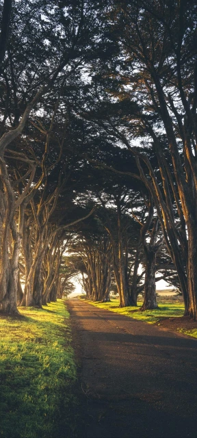 Beautiful Road Trees Wallpaper