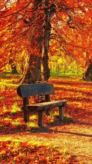 Bench Autumn Park