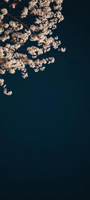 Cherry Blossoms Night Sky