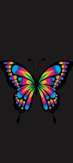 Colorful Butterfly on Black Background