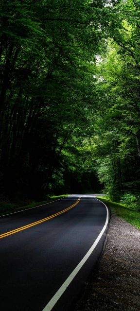 Curved Road Through Forest