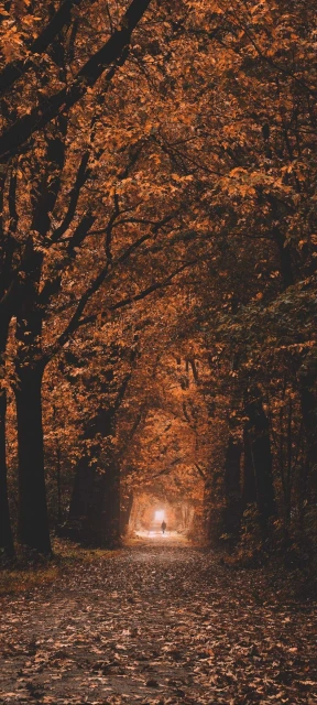 Dry Leaves and Tress Wallpaper