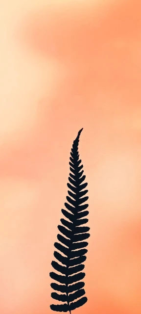 Fern Silhouette Against Sunset