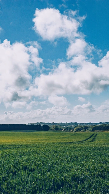 Field Grass Horizon