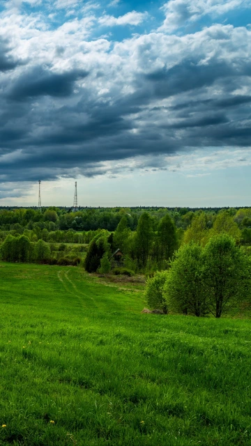 Field Grass Sky