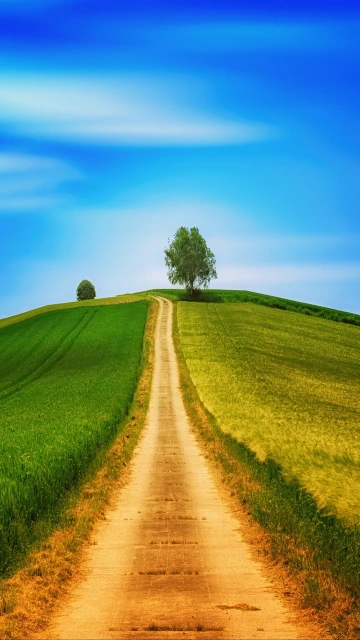 Field Grass Summer