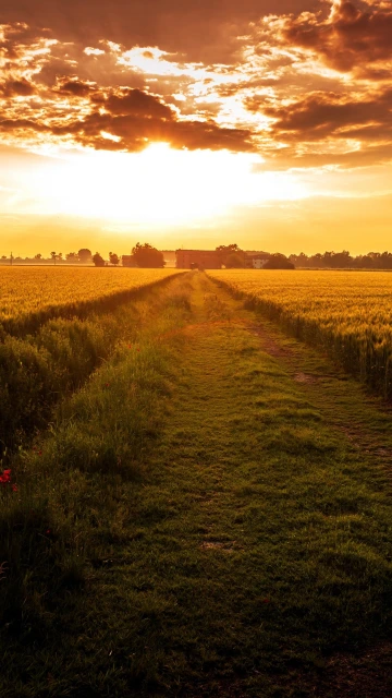 Field Path Sunset