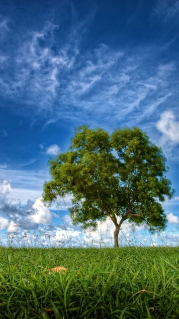 Field Sky Tree
