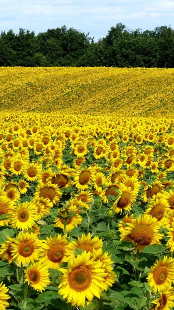 Field Sunflowers Landscape Summer