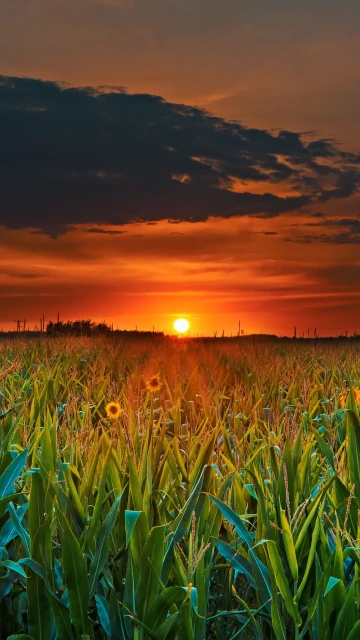 Field Sunset Clouds