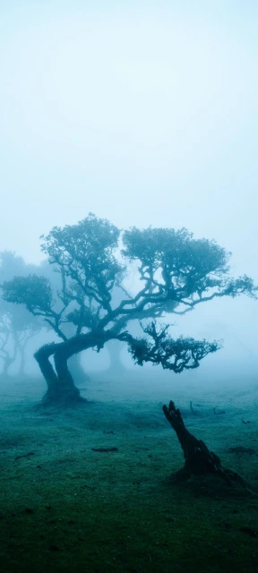 Foggy Landscape With Trees