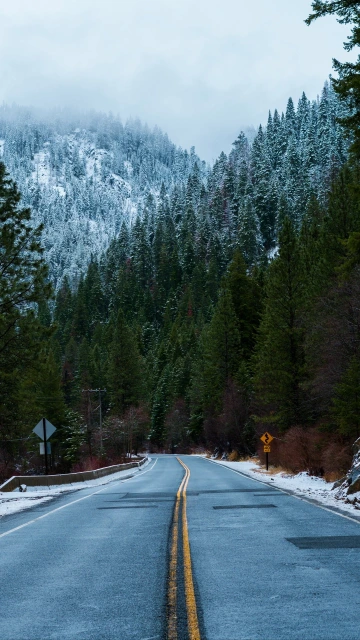 Forest Road Snow Winter